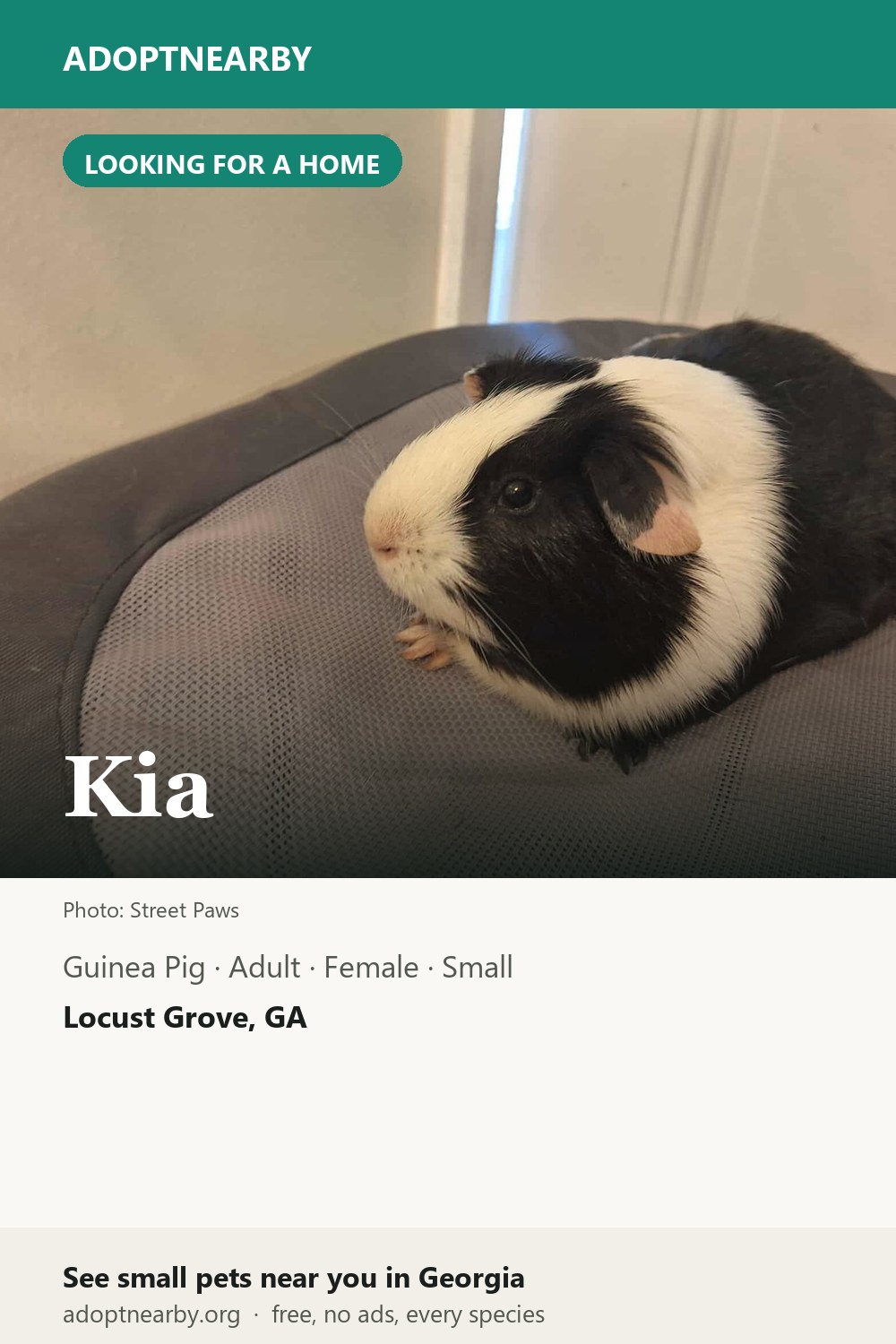 Sample post: Kia, a guinea pig at Street Paws in Locust Grove, Georgia